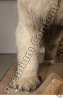 Polar bear leg 0016.jpg